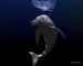 3D delfín